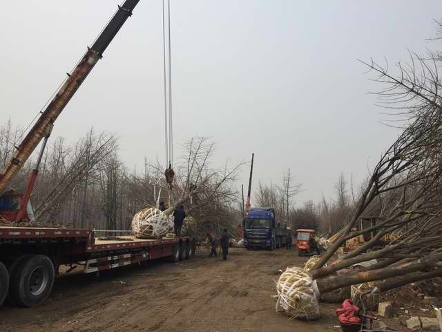 é¶ææ åè´§å°æ¹å(å¾1)