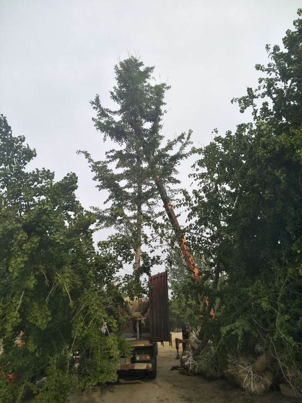 銀杏樹對肥料的(de)需求有(yǒu)哪些?